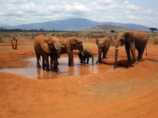 Fototapeta na wymiar Elephants in Tsavo