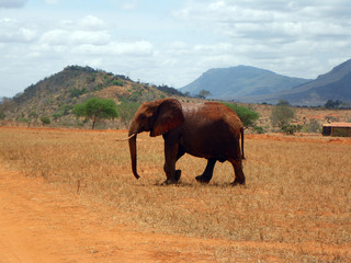 Fototapeta na wymiar Elephants in Tsavo