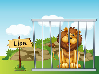 Un lion dans une clôture