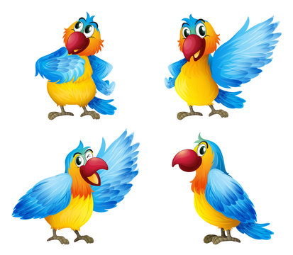Four colorful parrots