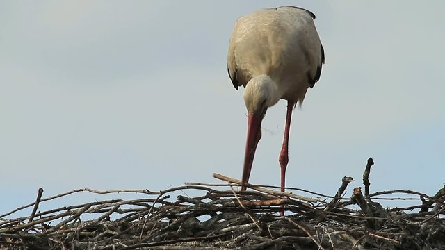Storchennest