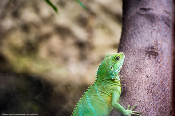 Leguan