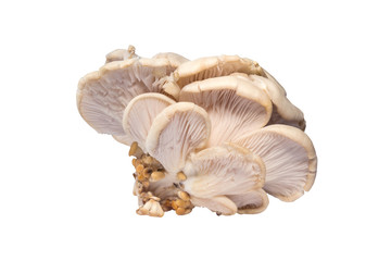 oyster mushrooms