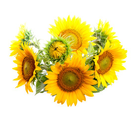 A bouquet of sunflowers. Close-up. Studio