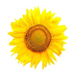 sunflower, isolated, close-up.