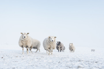 Flock of sheep standing in the snow