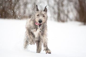 Irish Wolfhound