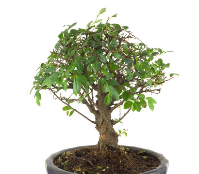 Japanese tree bonsai with many green leaves in a pot isolated