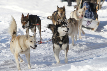 Sled dogs