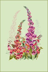 Greeting card with a foxglove. Illustration  foxglove.
