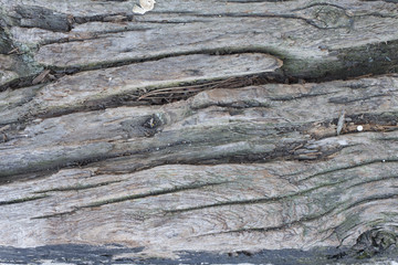 wooden texture