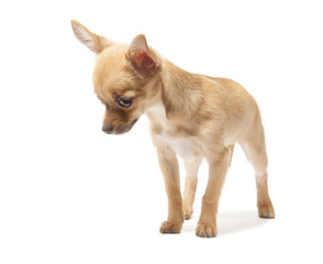 Young chihuahua