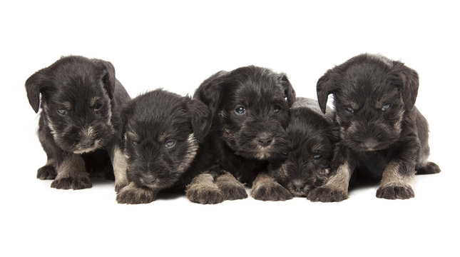 five black puppies of Miniature Schnauzer