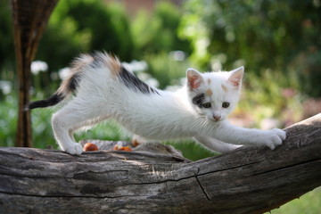 Small white kitten scratching tree branch