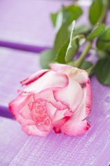 Pink rose - Rosa Rose