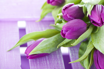 Purple tulips - Lila Tulpen