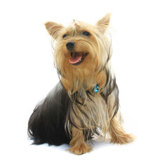 Yorkshire Terrier in front of a white background