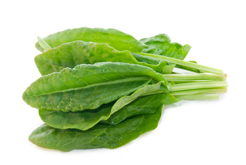 fresh sorrel on a white background