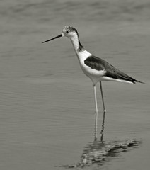 stilt rest on placid water in the marsh