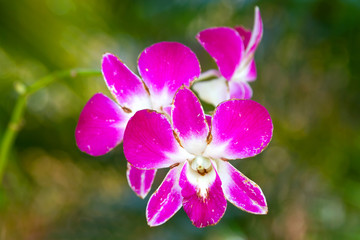 Wild orchid flower on the tree in Thailand