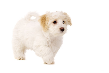 Puppy walking isolated on a white background