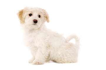 Puppy sat isolated on a white background