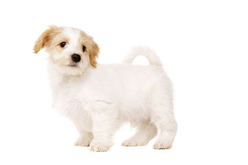 Puppy stood isolated on a white background
