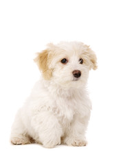Puppy sat isolated on a white background