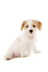Puppy sat isolated on a white background