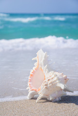 Obraz na płótnie Canvas muszla na czystej piaszczystej plaży na niebieskim tle morza