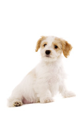 Puppy sat isolated on a white background