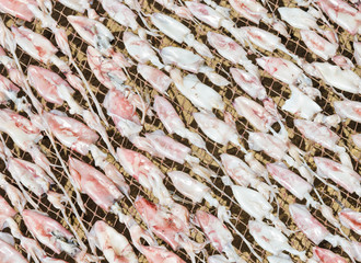 Sun dried squid