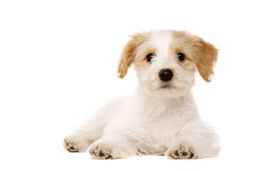 Puppy laid isolated on a white background