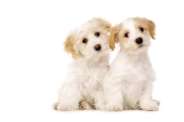 Foto op Canvas Two puppies sat isolated on a white background © Paul Cotney