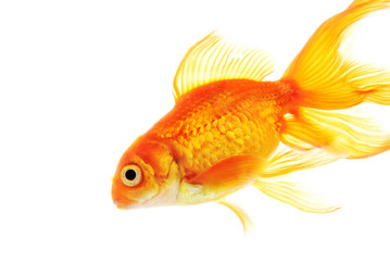 Gold fish isolated on white background