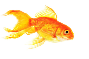 Fototapeta premium Gold fish isolated on white background