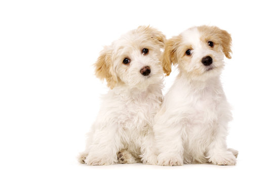 Two puppies sat isolated on a white background
