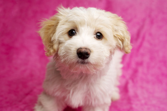 Puppy sat on a pink background