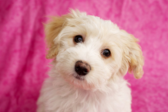 Puppy on a pink background