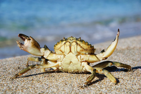 natural crab on the sand against the sea at beach