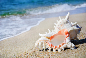 seashell on the clean sandy beach background
