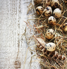 Quail Eggs