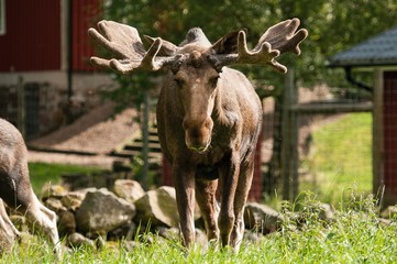 Elchbulle groß
