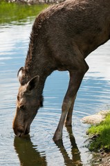 Elch Kuh beim Trinken