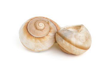zwei braune Schneckenhäuser