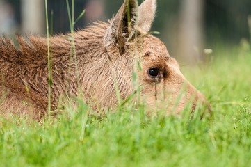 Elch Kalb Kopf liegend