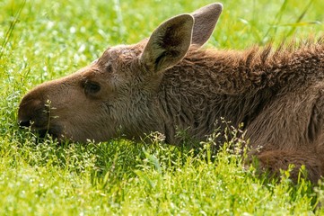 Elch Kalb Kopf liegend