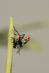 Mosca