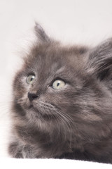 Fototapeta premium Szary kotek