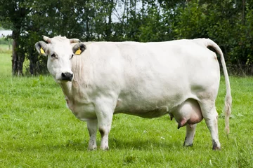 Crédence de cuisine en plexiglas Vache White cow